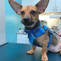 Acton Animal Hospital ico