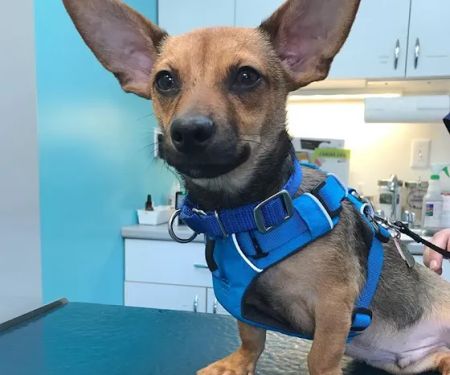 Acton Animal Hospital