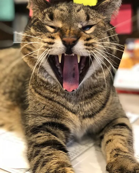 Acton Animal Hospital Picture 5