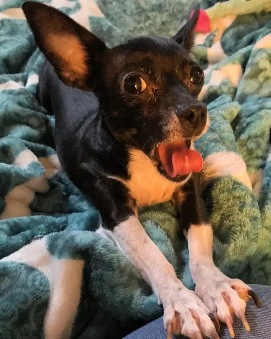 Acton Animal Hospital Picture 9