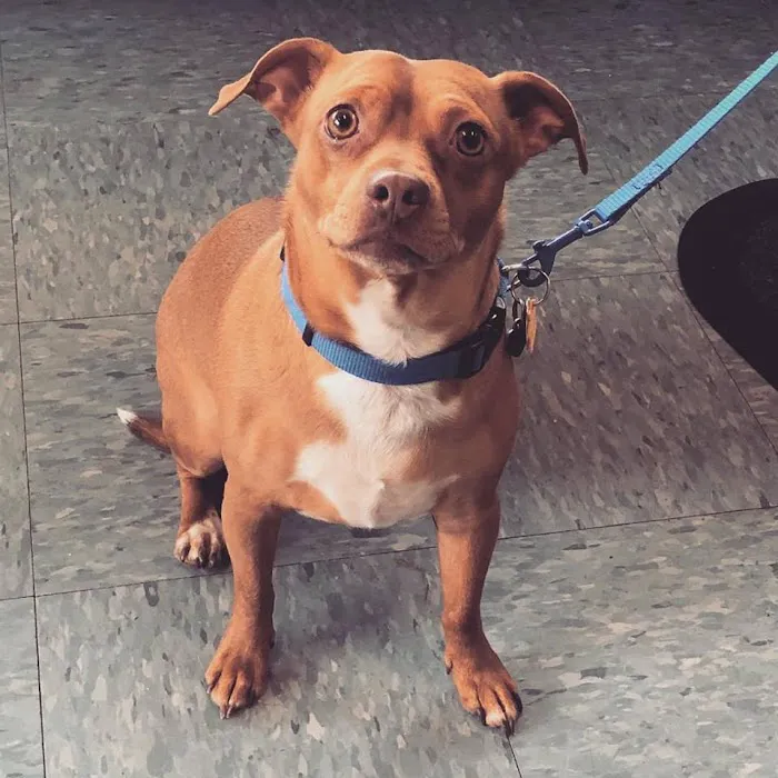 Acton Animal Hospital Picture 8