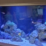 A Tropical Reef