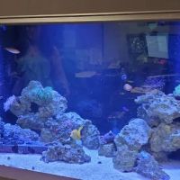 A Tropical Reef ico