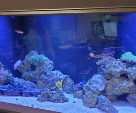 A Tropical Reef