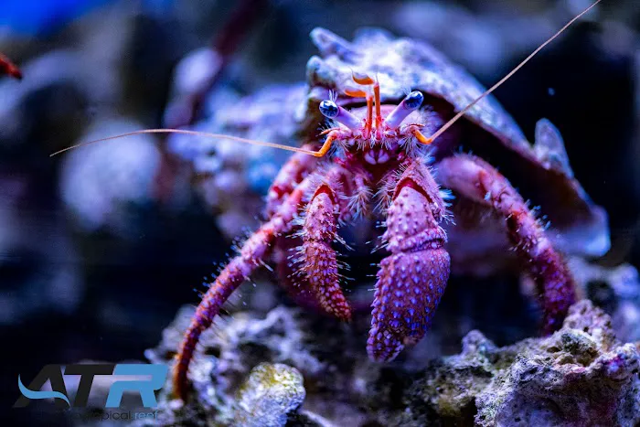 A Tropical Reef Picture 4
