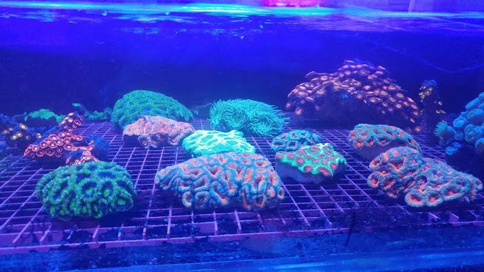 A Tropical Reef Picture 6