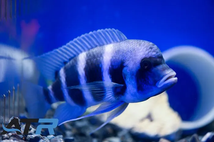 A Tropical Reef Picture 8