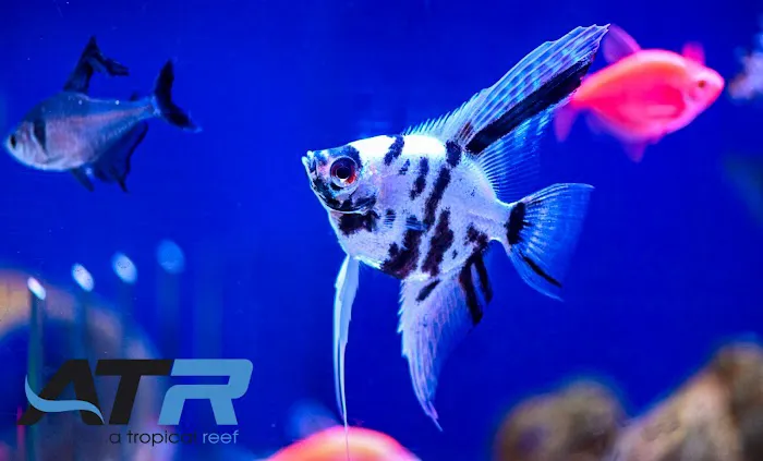 A Tropical Reef Picture 9