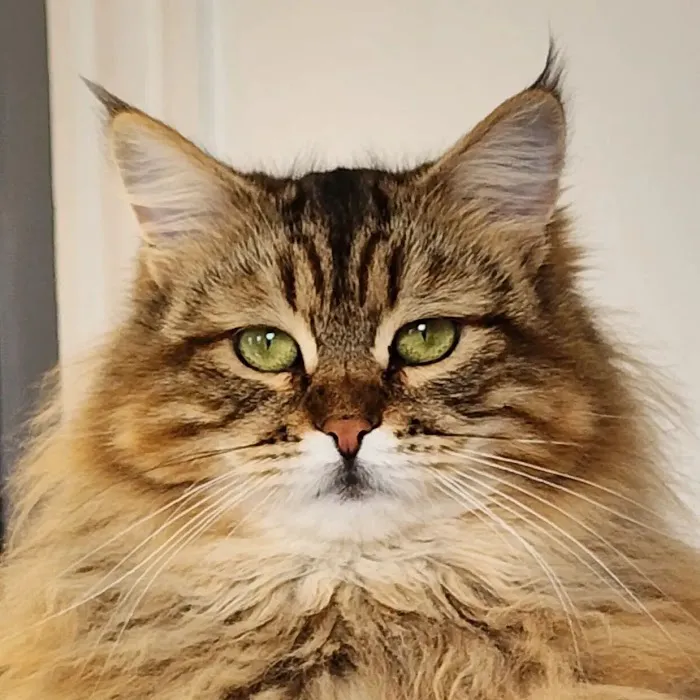 ABCsiberiancattery Picture 3