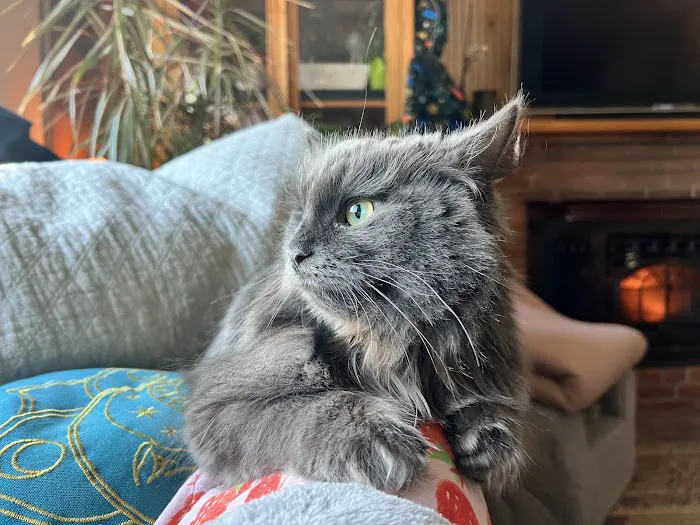 ABCsiberiancattery Picture 2