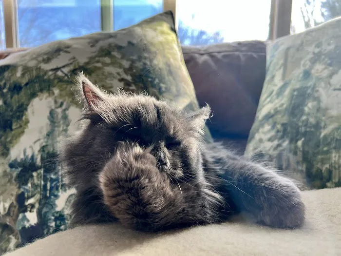 ABCsiberiancattery Picture 1