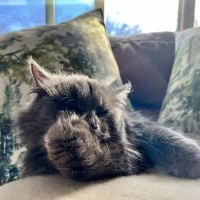 ABCsiberiancattery ico