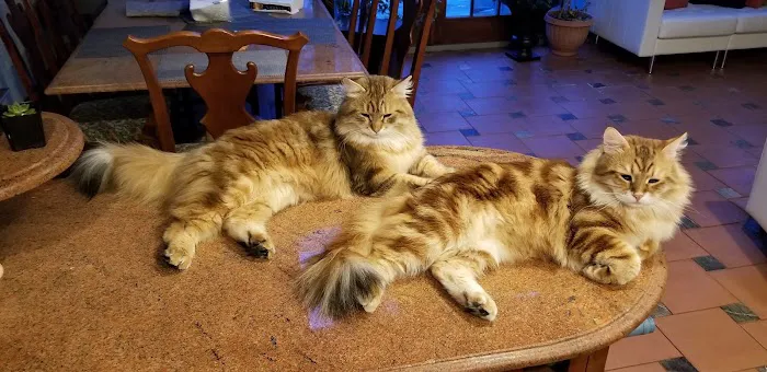 ABCsiberiancattery Picture 6