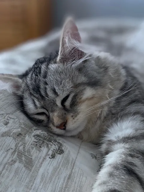 ABCsiberiancattery Picture 5