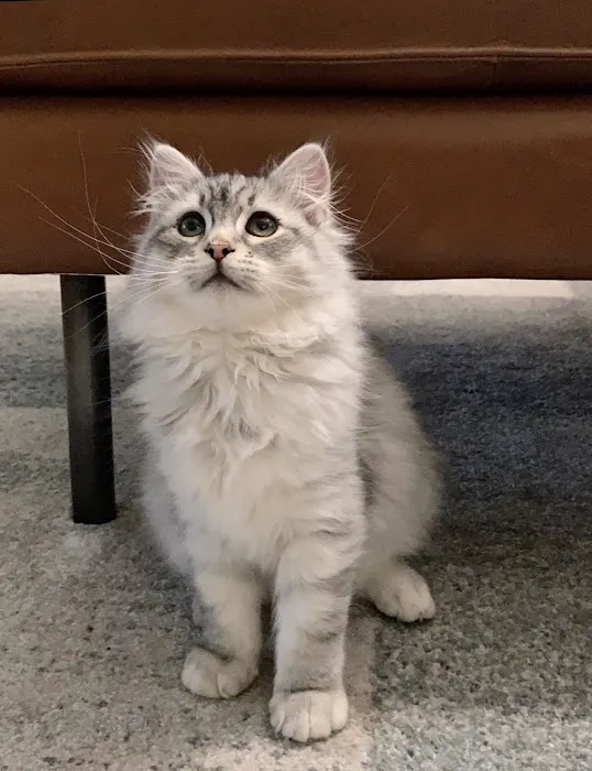 ABCsiberiancattery Picture 4