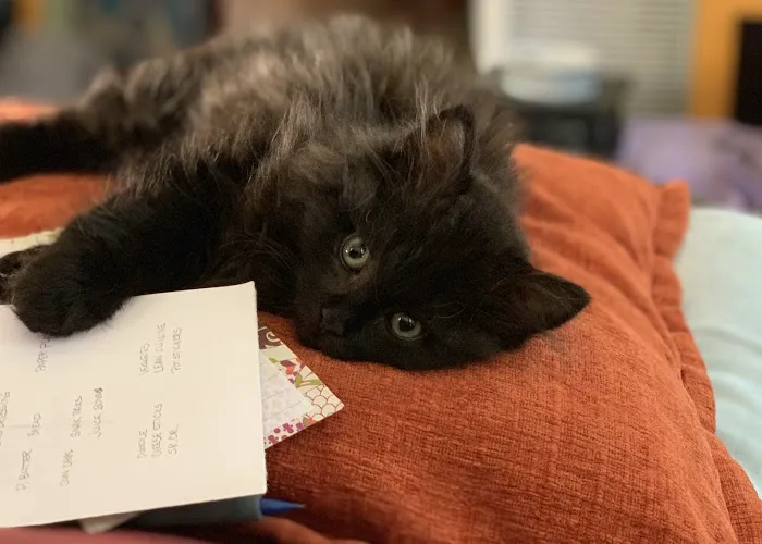 ABCsiberiancattery Picture 10