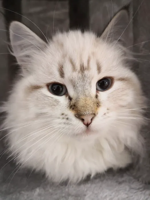 ABCsiberiancattery Picture 8