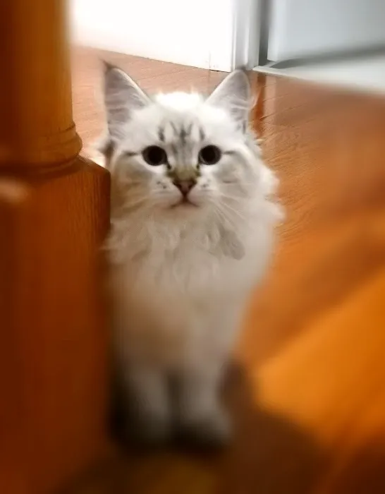 ABCsiberiancattery Picture 9