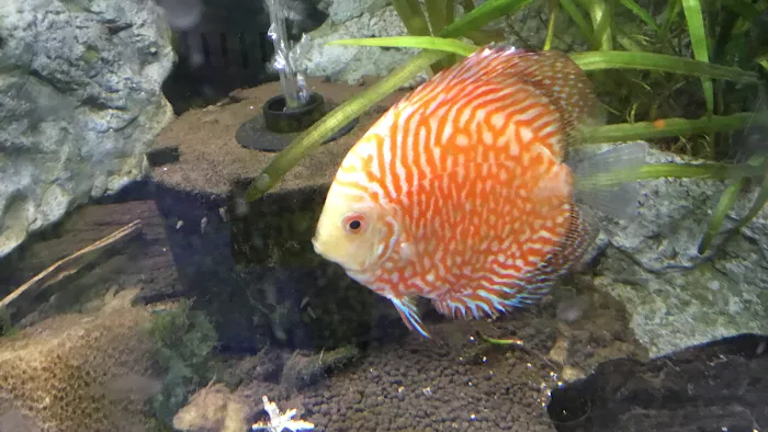 A&R Aquariums Picture 3