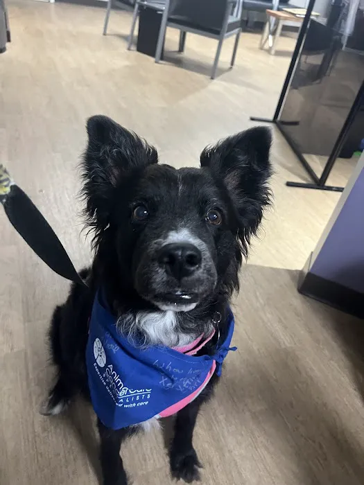 Animal Cancer Care Specialists Picture 2