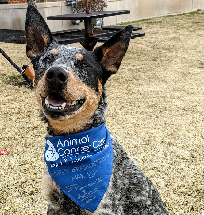 Animal Cancer Care Specialists Picture 1