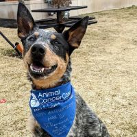 Animal Cancer Care Specialists ico