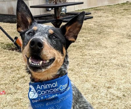 Animal Cancer Care Specialists