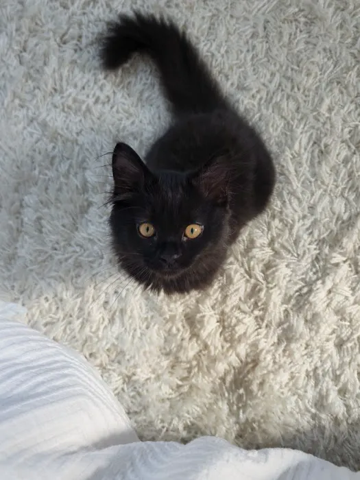 Animal Cancer Care Specialists Picture 4