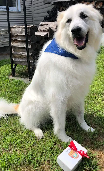 Animal Cancer Care Specialists Picture 5