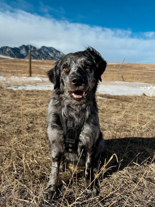 Animal Cancer Care Specialists Picture 6