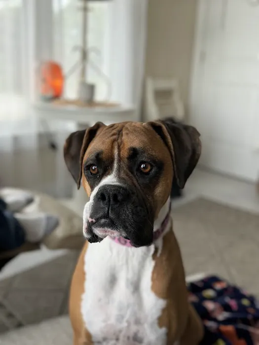 Animal Cancer Care Specialists Picture 8