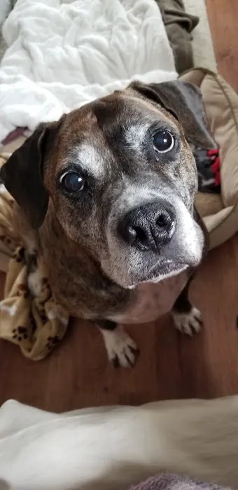 Animal Cancer Care Specialists Picture 7