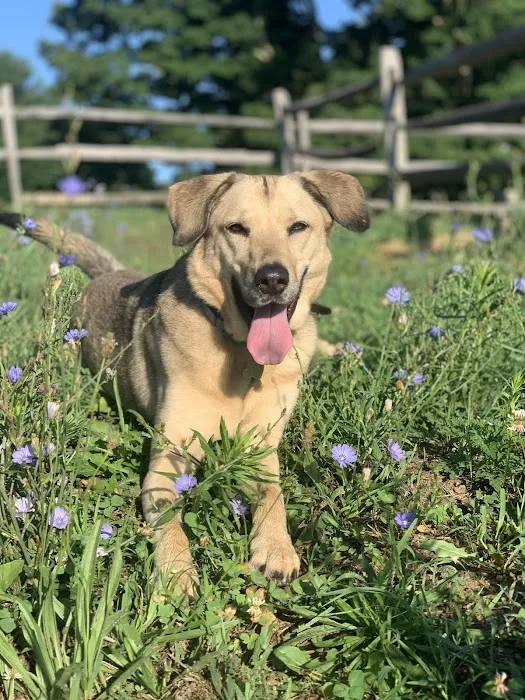 Animal Cancer Care Specialists Picture 9