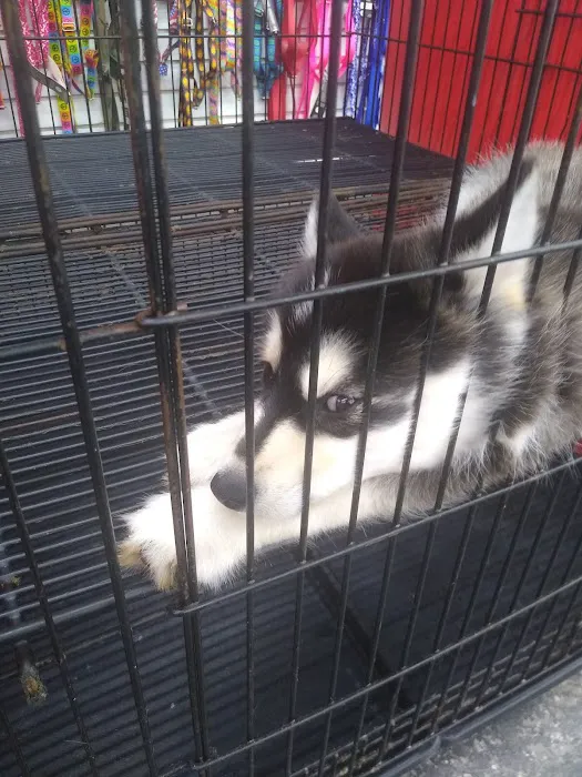 Sunshine Puppies Picture 5