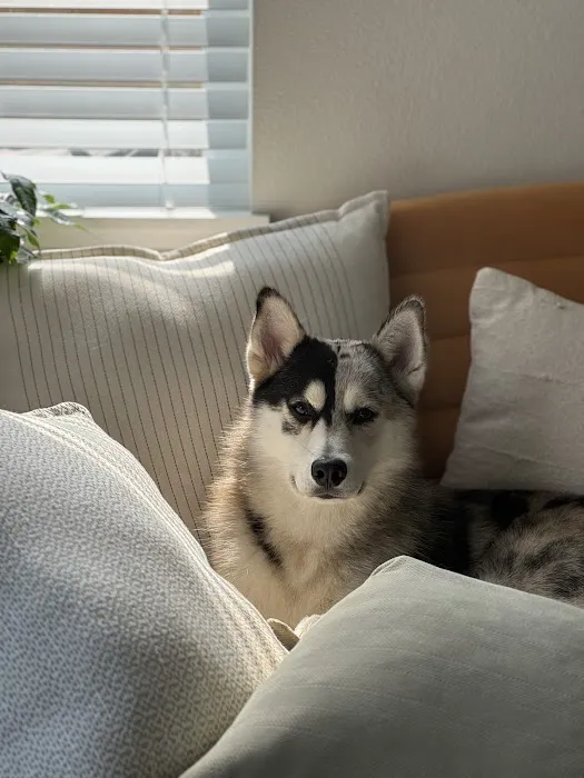 Sunshine Puppies Picture 4