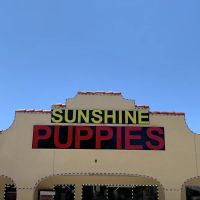 Sunshine Puppies ico