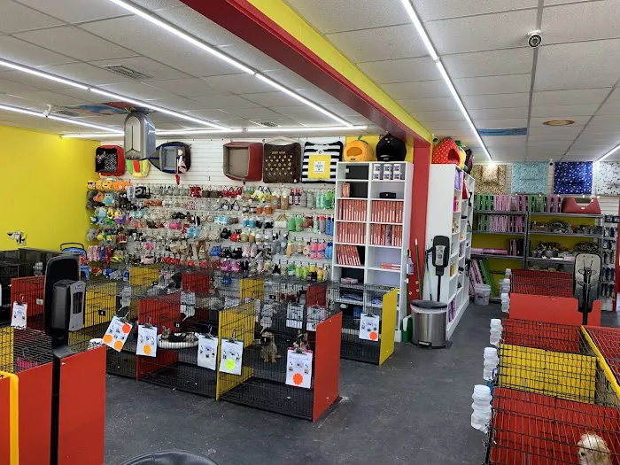 Sunshine Puppies Picture 3