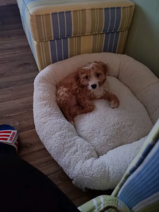 Sunshine Puppies Picture 6