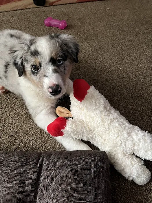 Sunshine Puppies Picture 7