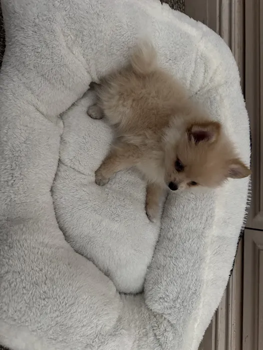 Sunshine Puppies Picture 9