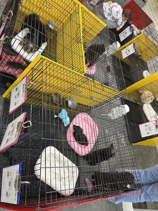 Sunshine Puppies Picture 8