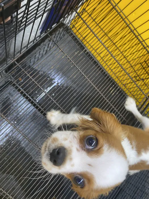 Sunshine Puppies Picture 10