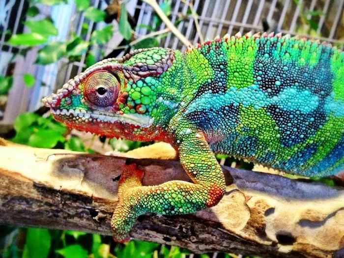 Pinellas County Reptiles Picture 3