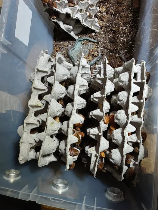 Pinellas County Reptiles Picture 1