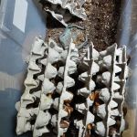 Pinellas County Reptiles