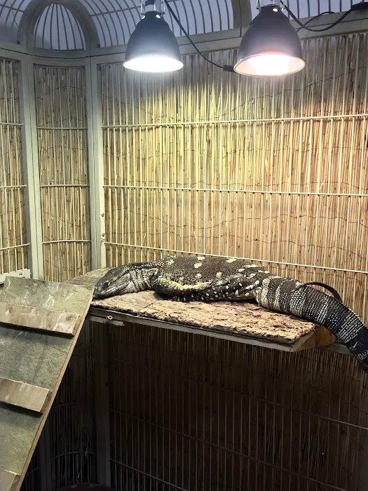 Pinellas County Reptiles Picture 5