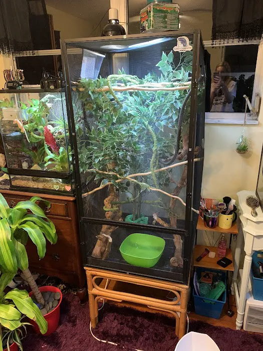 Pinellas County Reptiles Picture 4