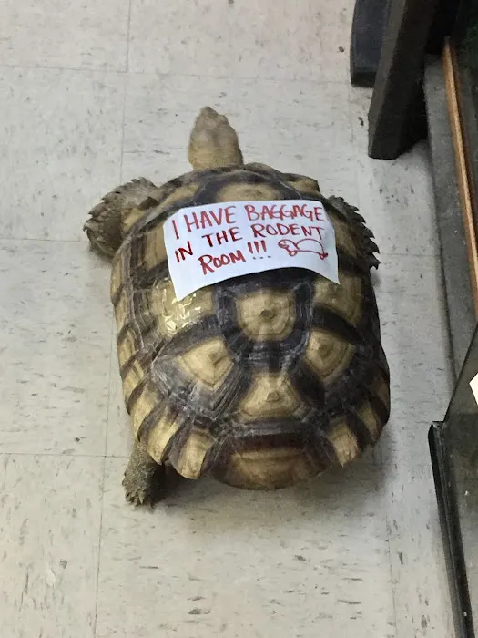 Pinellas County Reptiles Picture 7