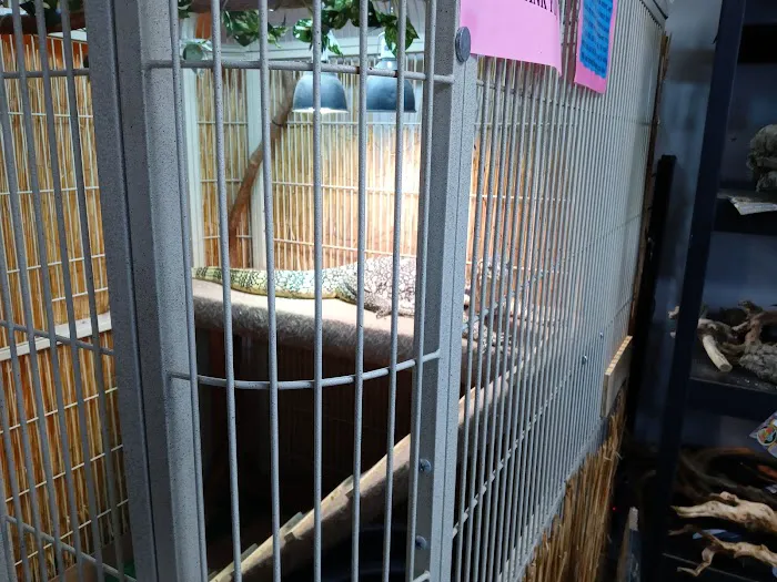 Pinellas County Reptiles Picture 6