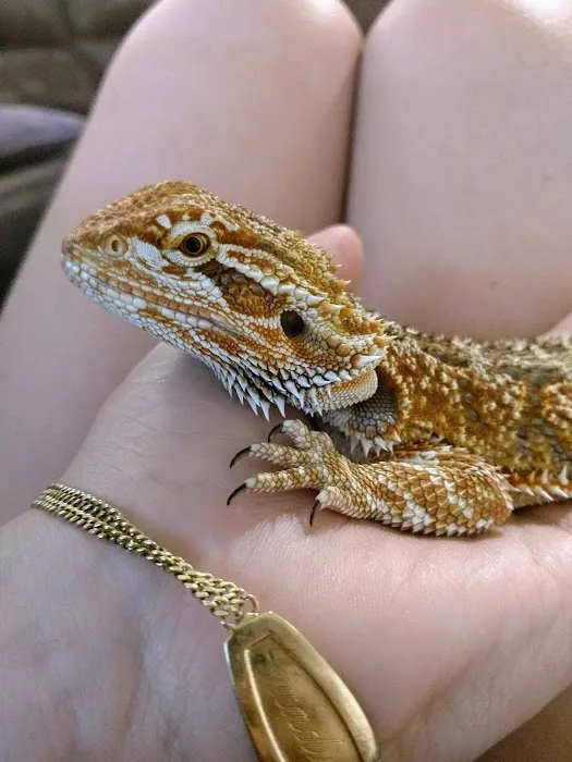 Pinellas County Reptiles Picture 9